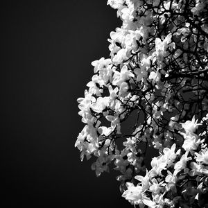 Preview wallpaper magnolia, flowers, branches, bw