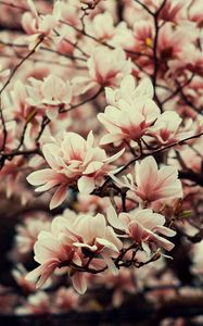 Preview wallpaper magnolia, flowers, branches, plant, flowering, spring