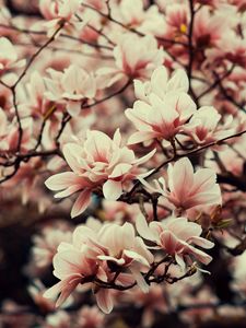 Preview wallpaper magnolia, flowers, branches, plant, flowering, spring