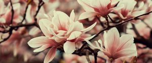 Preview wallpaper magnolia, flowers, branches, plant, flowering, spring