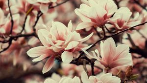 Preview wallpaper magnolia, flowers, branches, plant, flowering, spring