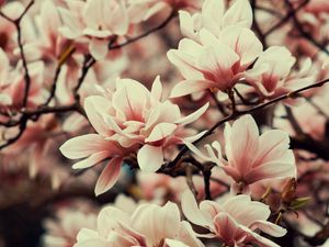 Preview wallpaper magnolia, flowers, branches, plant, flowering, spring