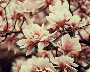 Preview wallpaper magnolia, flowers, branches, plant, flowering, spring