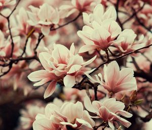 Preview wallpaper magnolia, flowers, branches, plant, flowering, spring