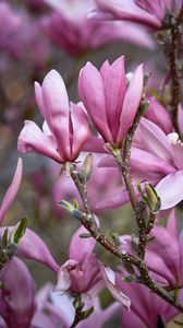 Preview wallpaper magnolia, flowers, branches, petals, pink, nature