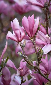 Preview wallpaper magnolia, flowers, branches, petals, pink, nature