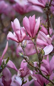 Preview wallpaper magnolia, flowers, branches, petals, pink, nature