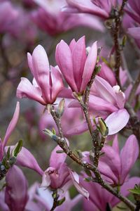 Preview wallpaper magnolia, flowers, branches, petals, pink, nature