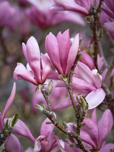 Preview wallpaper magnolia, flowers, branches, petals, pink, nature