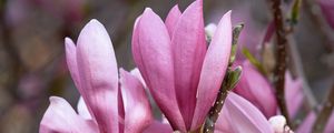 Preview wallpaper magnolia, flowers, branches, petals, pink, nature