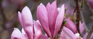 Preview wallpaper magnolia, flowers, branches, petals, pink, nature
