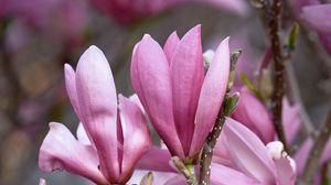 Preview wallpaper magnolia, flowers, branches, petals, pink, nature