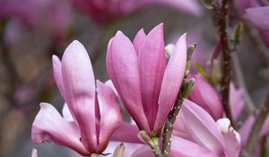 Preview wallpaper magnolia, flowers, branches, petals, pink, nature