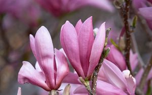 Preview wallpaper magnolia, flowers, branches, petals, pink, nature