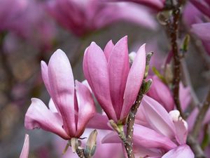 Preview wallpaper magnolia, flowers, branches, petals, pink, nature