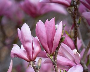 Preview wallpaper magnolia, flowers, branches, petals, pink, nature
