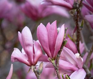 Preview wallpaper magnolia, flowers, branches, petals, pink, nature