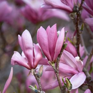 Preview wallpaper magnolia, flowers, branches, petals, pink, nature