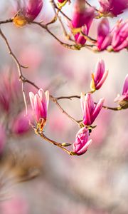 Preview wallpaper magnolia, flowers, branches, spring, macro, pink