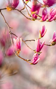 Preview wallpaper magnolia, flowers, branches, spring, macro, pink