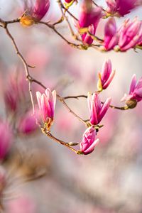 Preview wallpaper magnolia, flowers, branches, spring, macro, pink