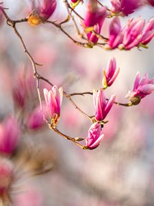 Preview wallpaper magnolia, flowers, branches, spring, macro, pink