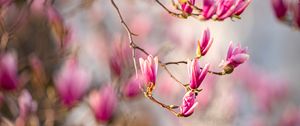 Preview wallpaper magnolia, flowers, branches, spring, macro, pink