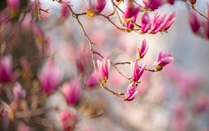 Preview wallpaper magnolia, flowers, branches, spring, macro, pink