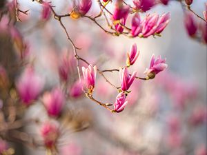 Preview wallpaper magnolia, flowers, branches, spring, macro, pink