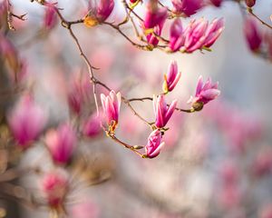 Preview wallpaper magnolia, flowers, branches, spring, macro, pink