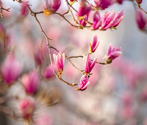 Preview wallpaper magnolia, flowers, branches, spring, macro, pink