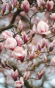 Preview wallpaper magnolia, flowers, branches, pink, plant