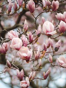 Preview wallpaper magnolia, flowers, branches, pink, plant