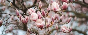Preview wallpaper magnolia, flowers, branches, pink, plant