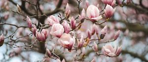 Preview wallpaper magnolia, flowers, branches, pink, plant