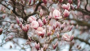 Preview wallpaper magnolia, flowers, branches, pink, plant
