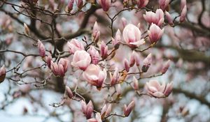 Preview wallpaper magnolia, flowers, branches, pink, plant