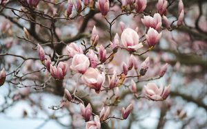 Preview wallpaper magnolia, flowers, branches, pink, plant