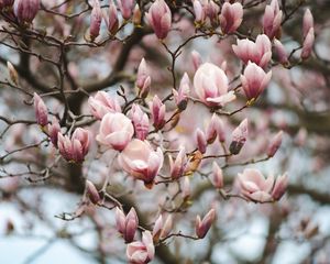 Preview wallpaper magnolia, flowers, branches, pink, plant