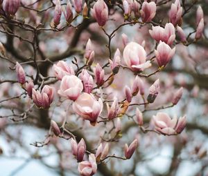 Preview wallpaper magnolia, flowers, branches, pink, plant