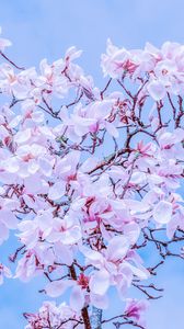 Preview wallpaper magnolia, flowers, flowering, branches, sky
