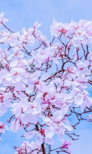 Preview wallpaper magnolia, flowers, flowering, branches, sky