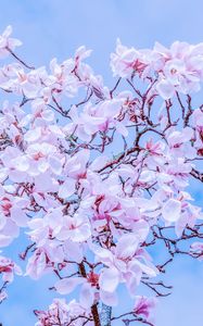 Preview wallpaper magnolia, flowers, flowering, branches, sky