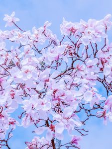 Preview wallpaper magnolia, flowers, flowering, branches, sky