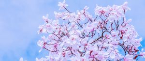 Preview wallpaper magnolia, flowers, flowering, branches, sky