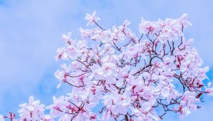 Preview wallpaper magnolia, flowers, flowering, branches, sky