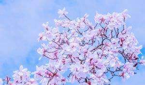 Preview wallpaper magnolia, flowers, flowering, branches, sky