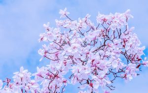Preview wallpaper magnolia, flowers, flowering, branches, sky
