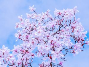 Preview wallpaper magnolia, flowers, flowering, branches, sky