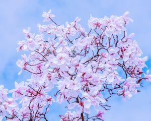 Preview wallpaper magnolia, flowers, flowering, branches, sky